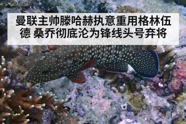 曼联主帅滕哈赫执意重用格林伍德 桑乔彻底沦为锋线头号弃将